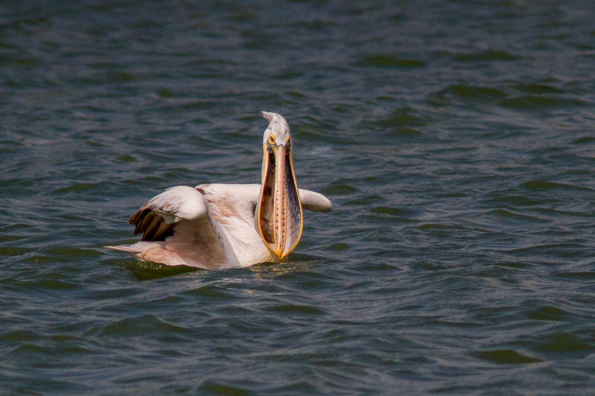 Hint Pelikanı - ML646400207