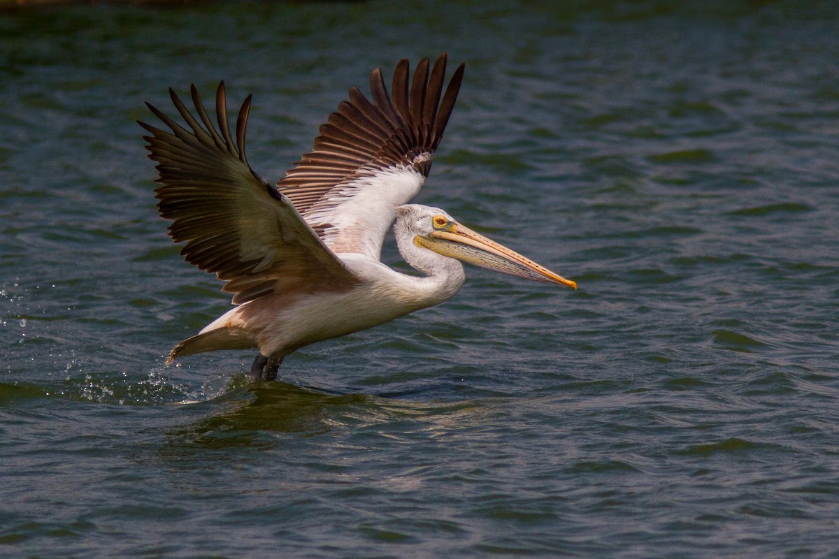 Hint Pelikanı - ML646400208