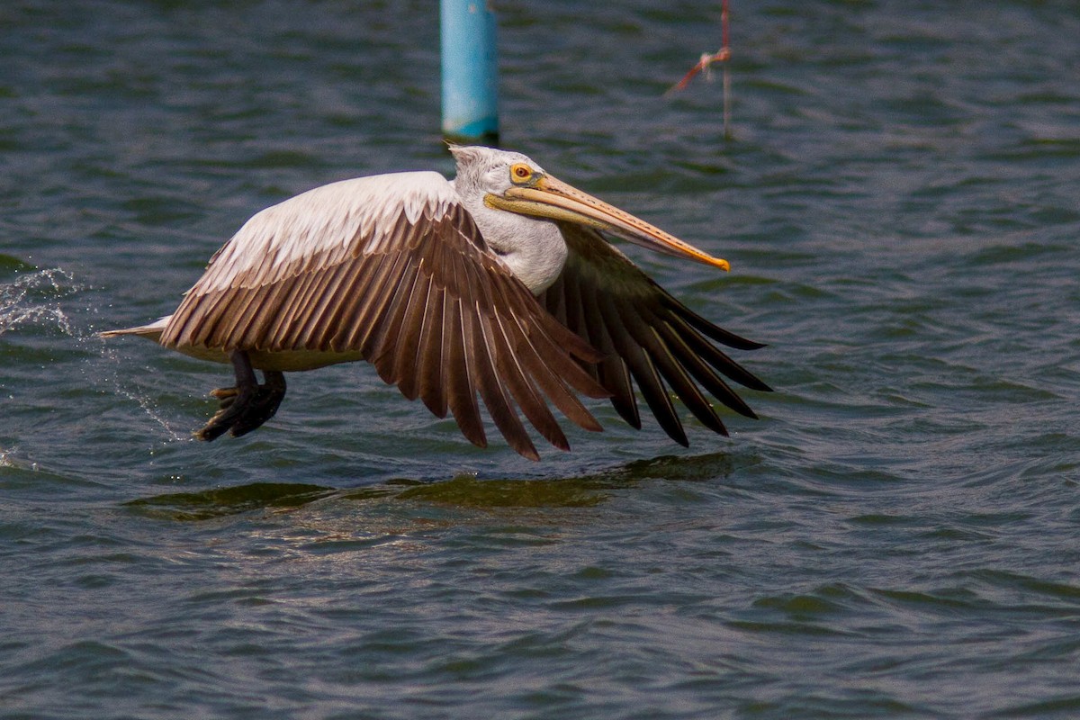 Hint Pelikanı - ML646400209