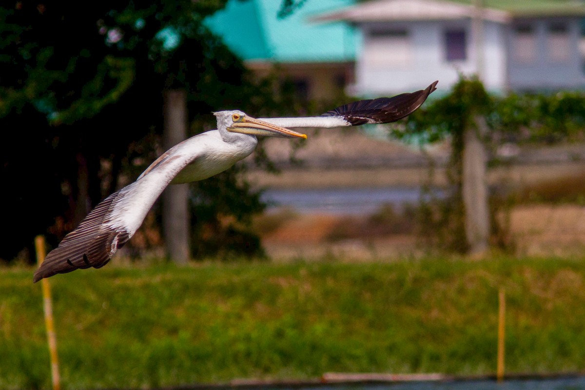 Hint Pelikanı - ML646400210