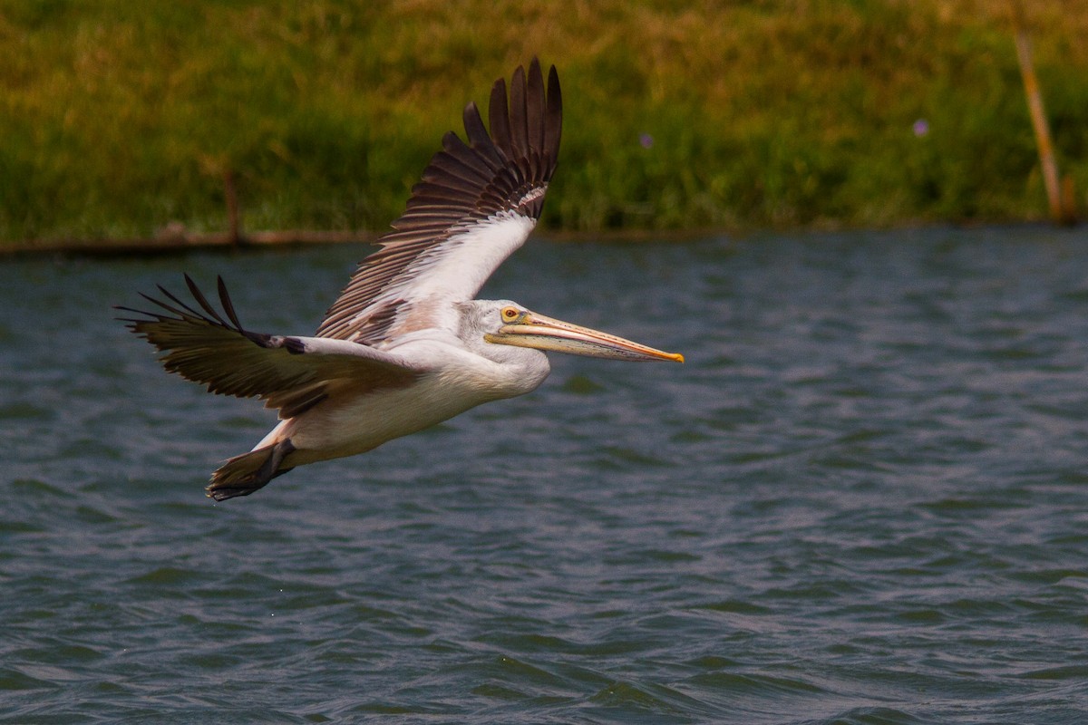 Hint Pelikanı - ML646400211