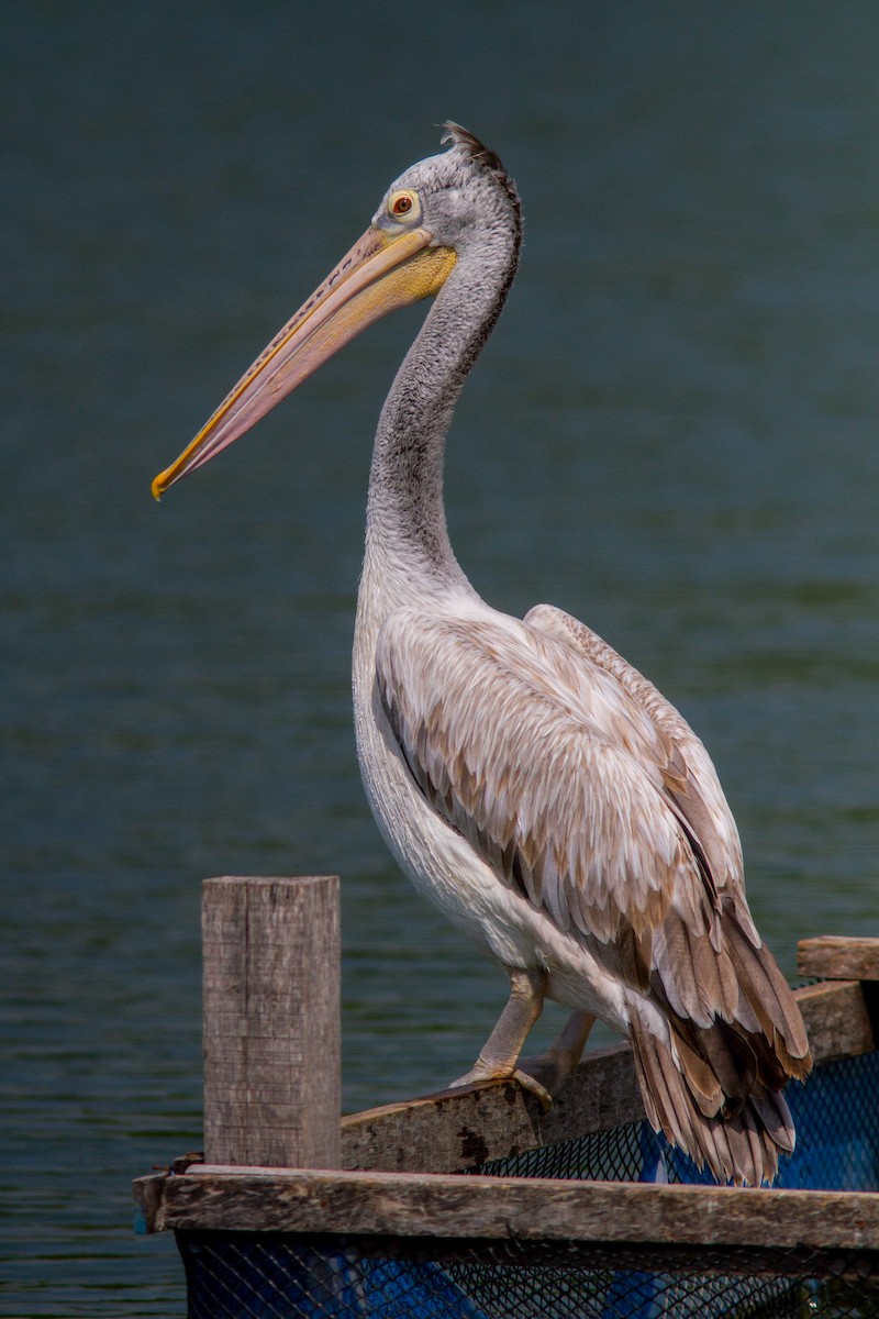 Hint Pelikanı - ML646400212