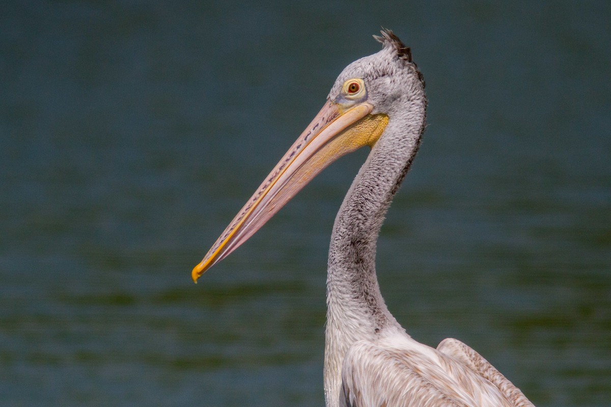 Hint Pelikanı - ML646400213