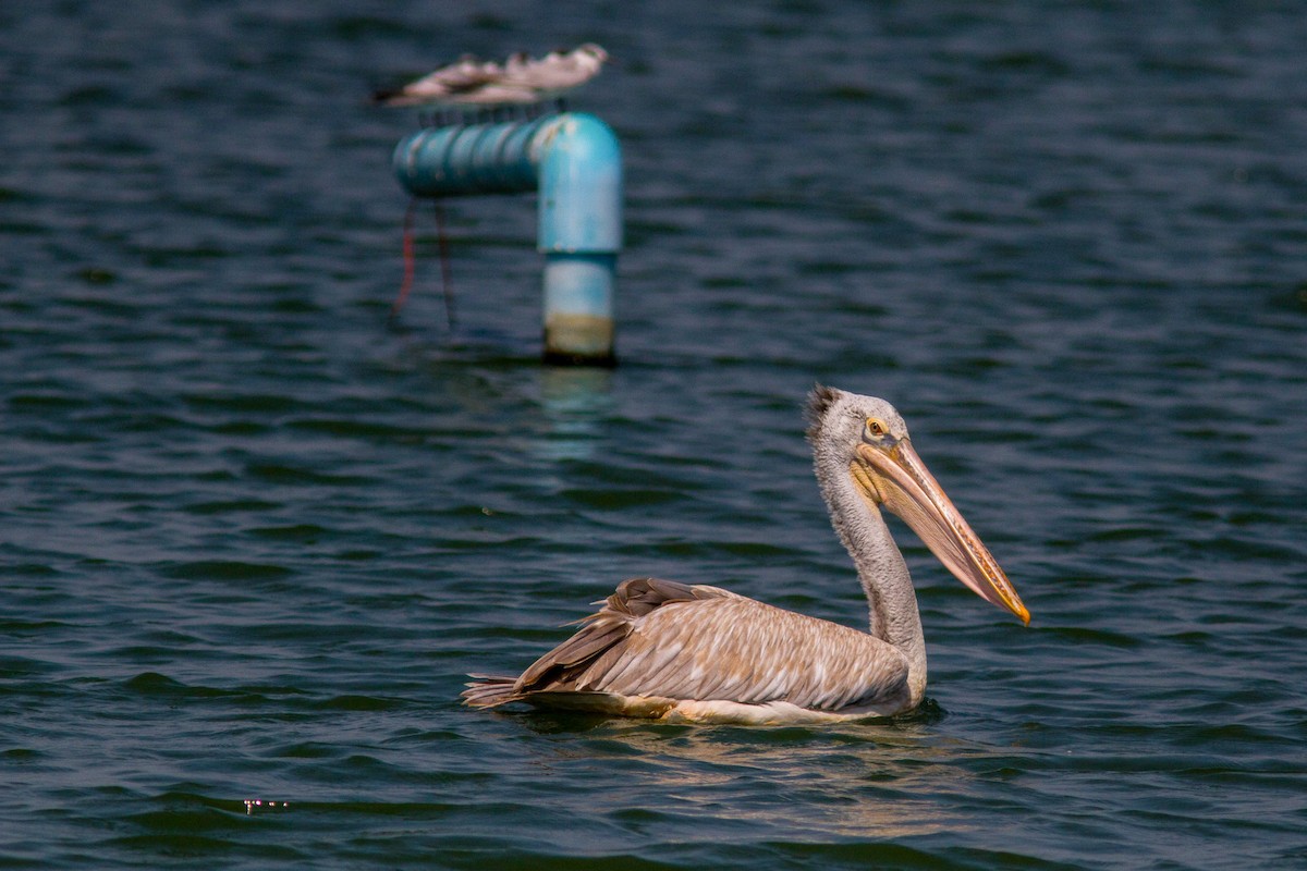 Hint Pelikanı - ML646400214