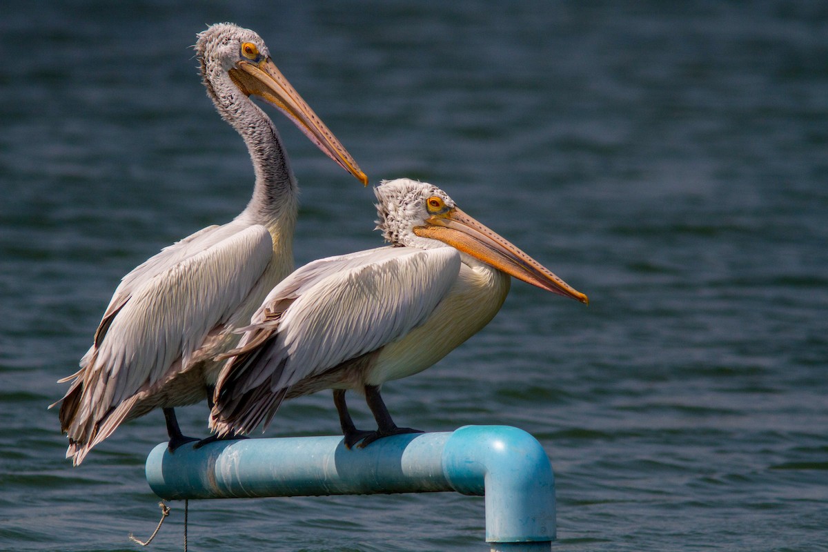 Hint Pelikanı - ML646400215