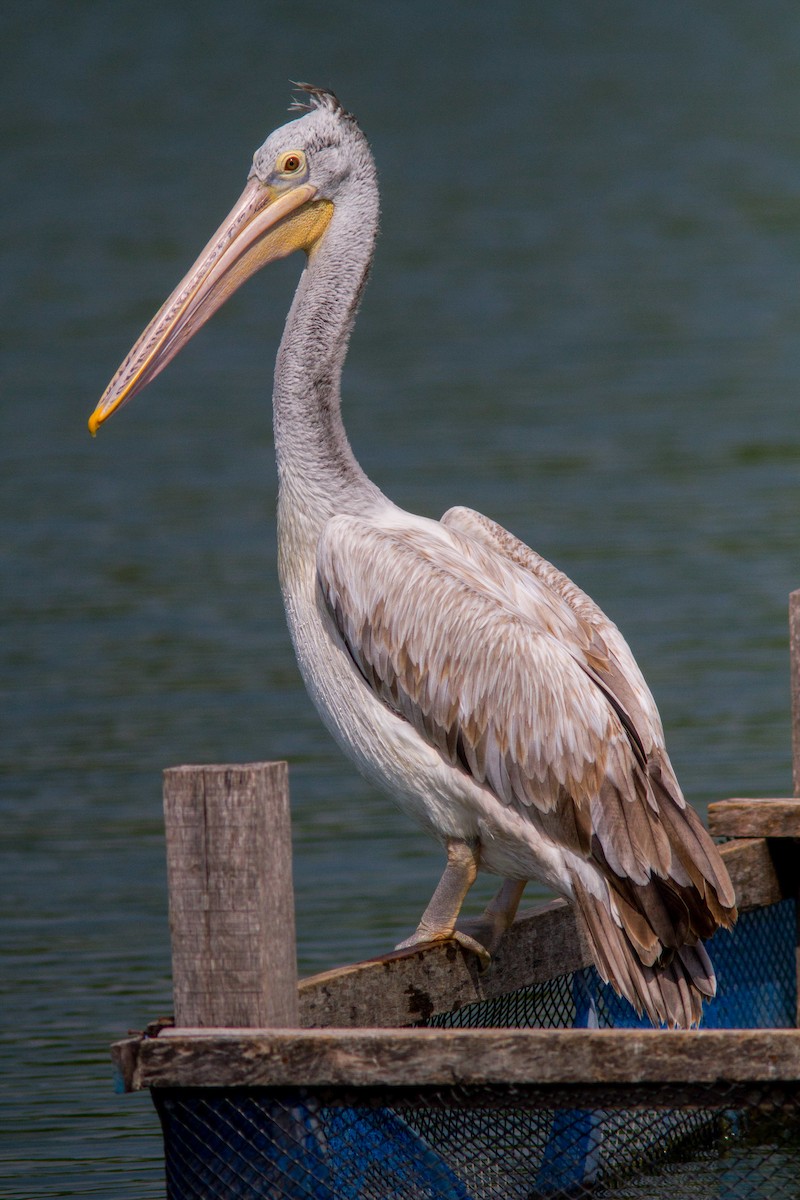 Hint Pelikanı - ML646400216