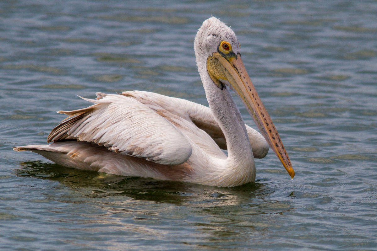 Hint Pelikanı - ML646400217