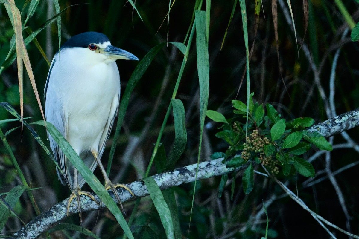 Black-crowned Night Heron - ML646400231