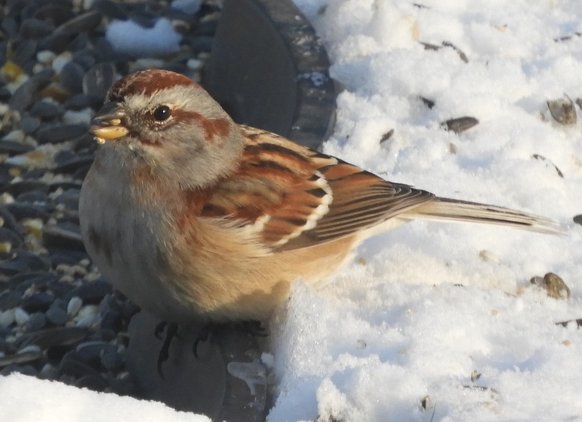 American Tree Sparrow - ML646400232