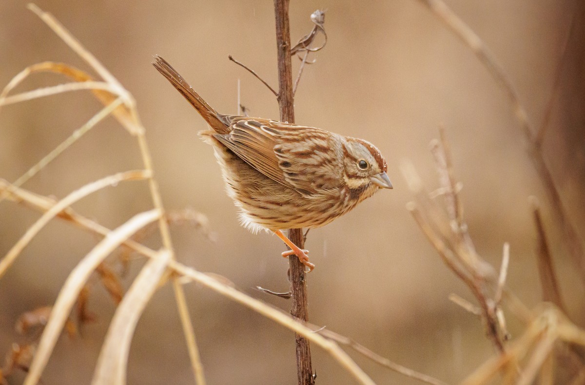 strnadec zpěvný - ML646400233