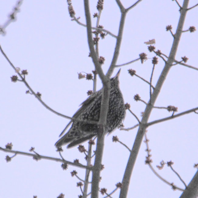European Starling - ML646400236