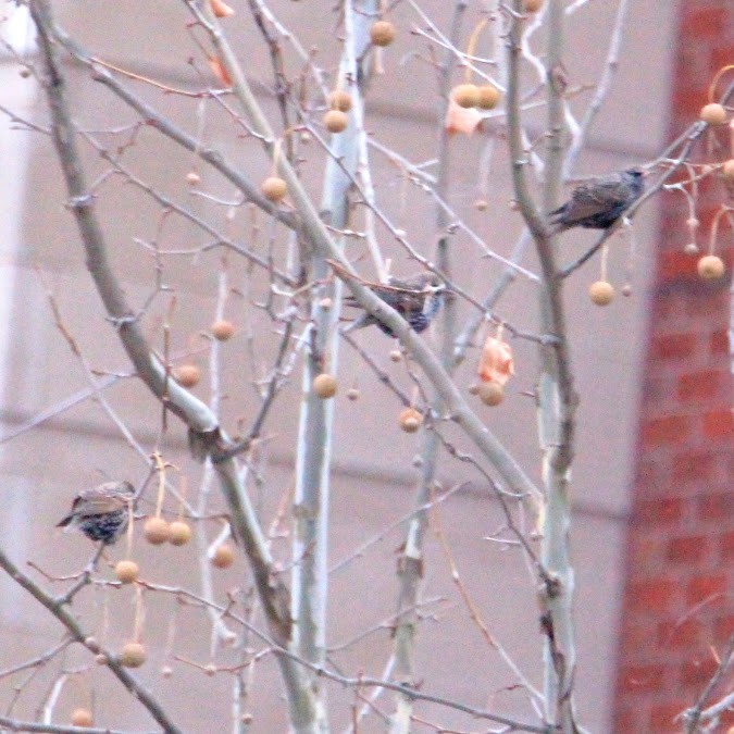 European Starling - ML646400237