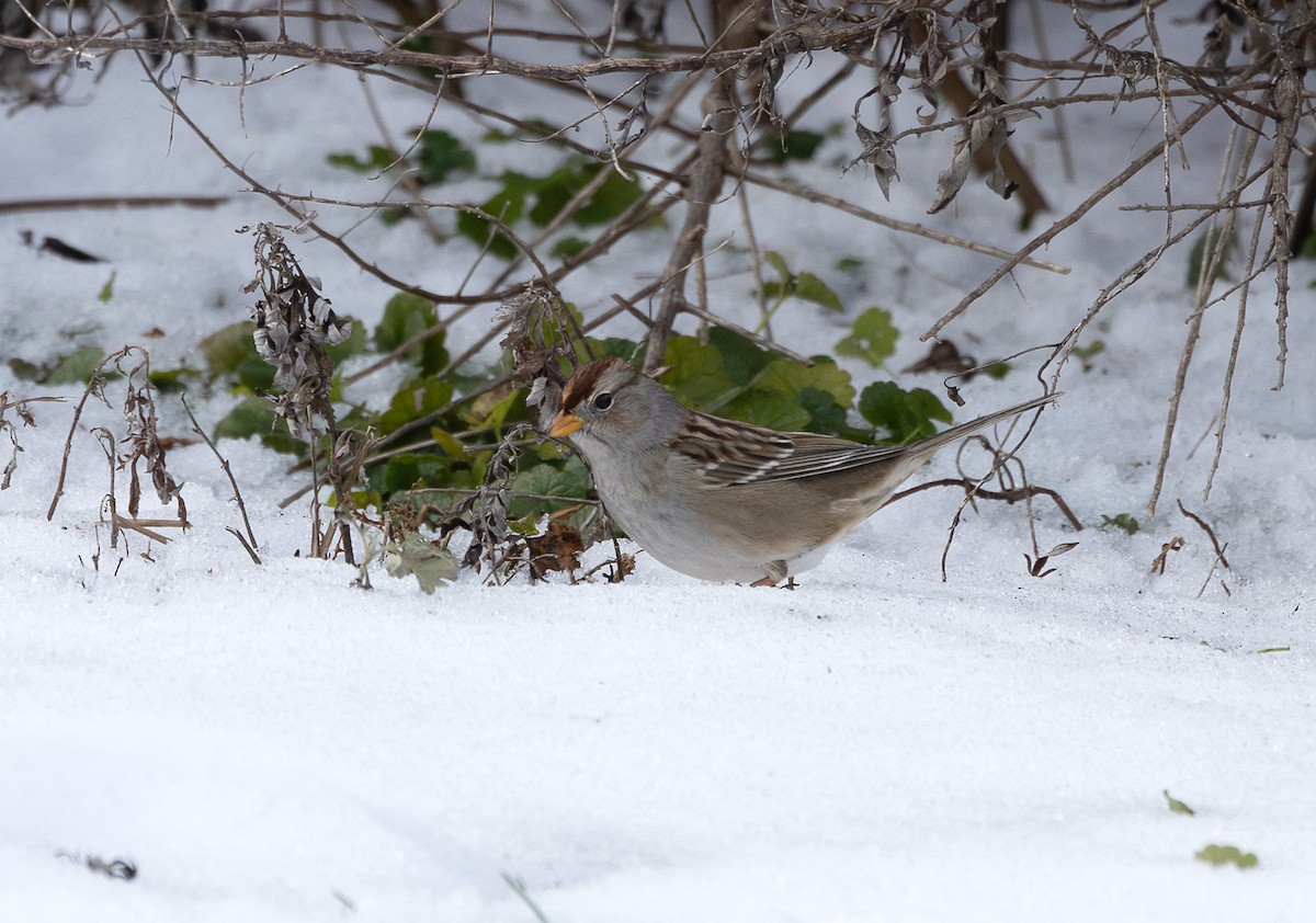 White-crowned Sparrow (Gambel's) - ML646400238