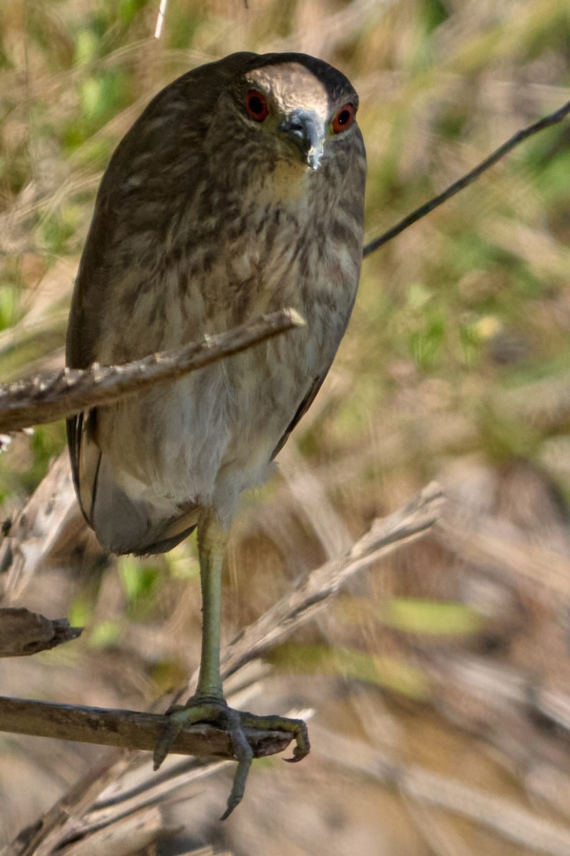 Black-crowned Night Heron - ML646400239
