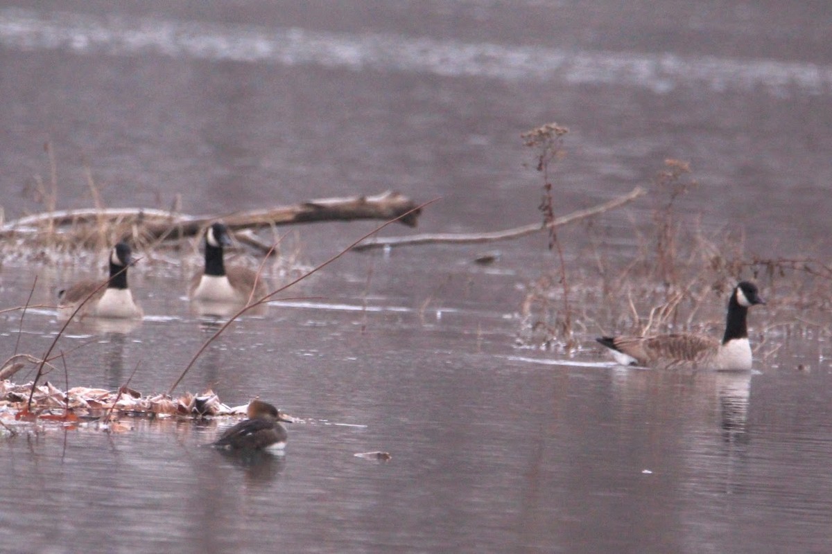 Hooded Merganser - ML646400241