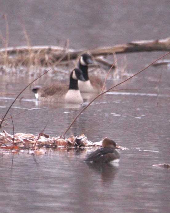 Hooded Merganser - ML646400243