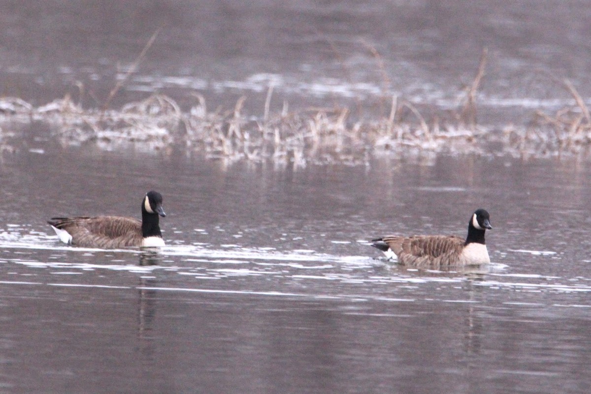 Canada Goose - ML646400254