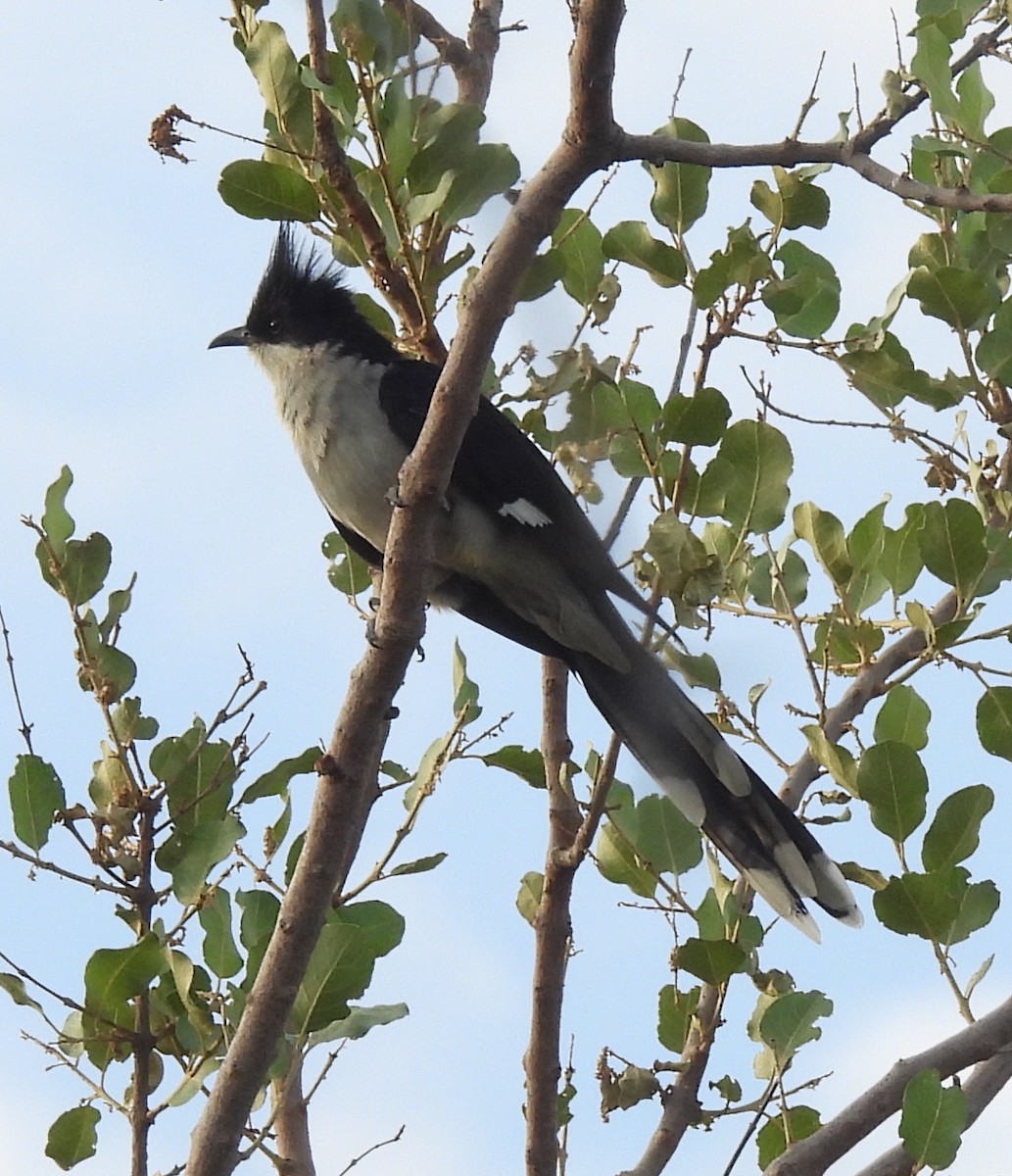 Pied Cuckoo - ML646400256