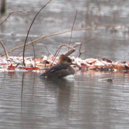 Hooded Merganser - ML646400259