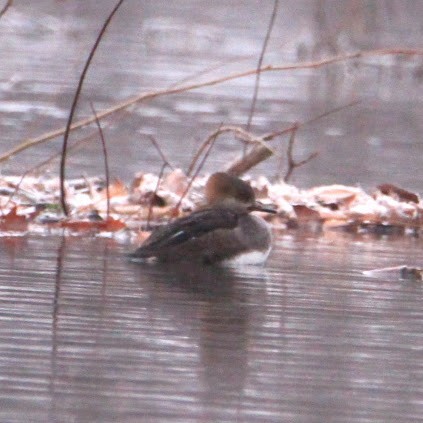 Hooded Merganser - ML646400260