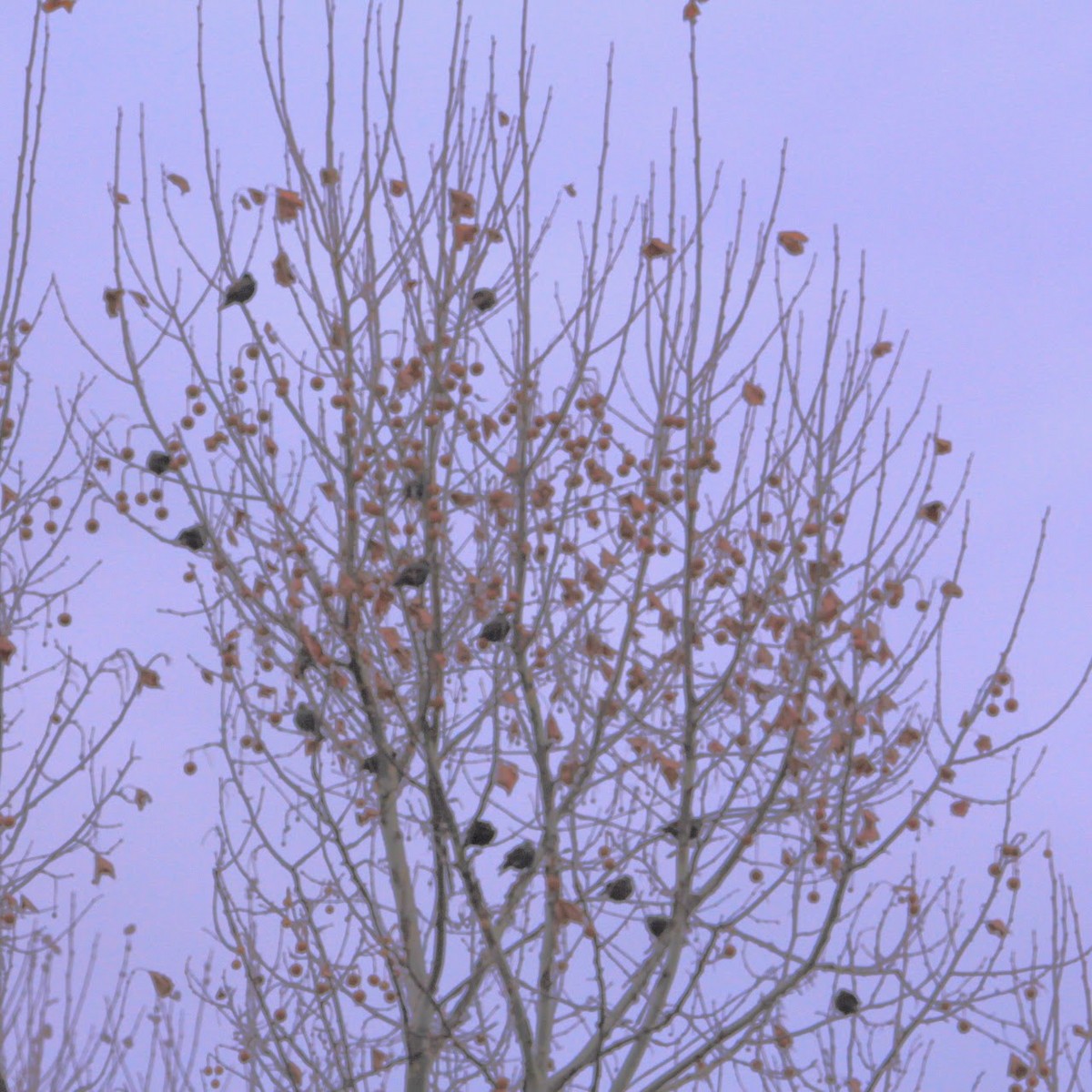 European Starling - ML646400264