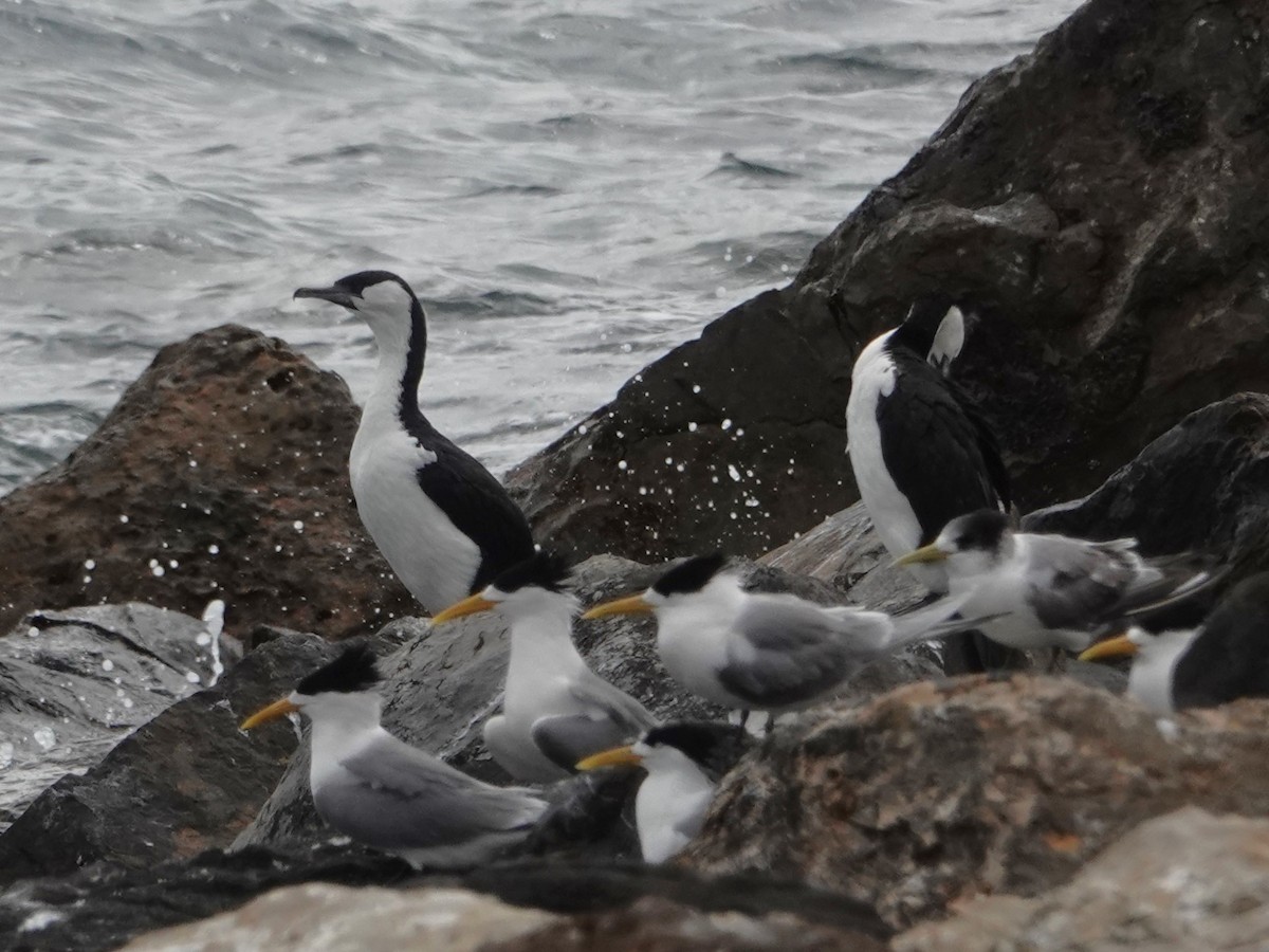 Black-faced Cormorant - ML646400265