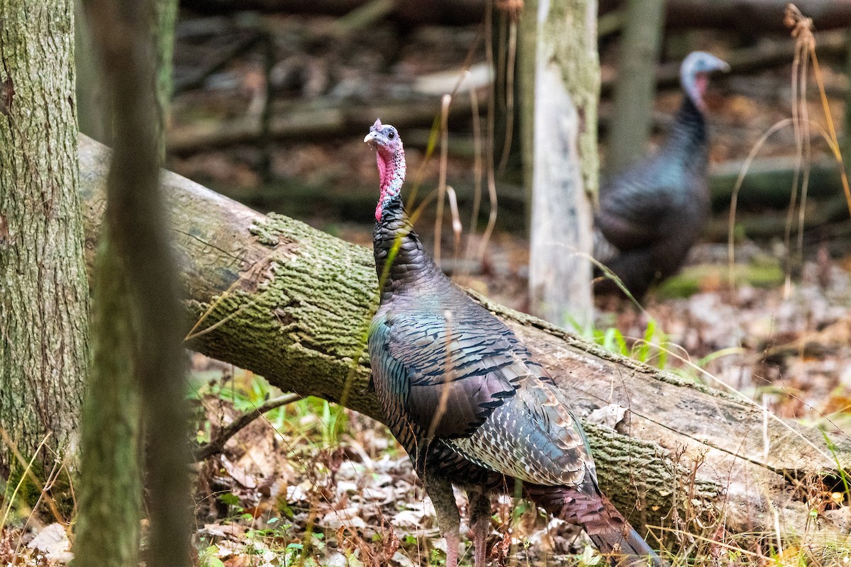 Wild Turkey - ML646400266