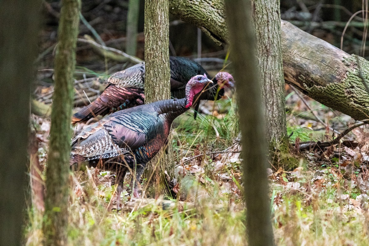 Wild Turkey - ML646400267