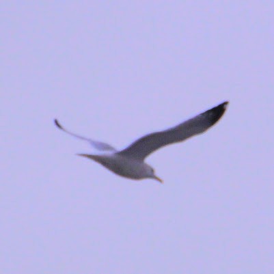 American Herring Gull - ML646400269