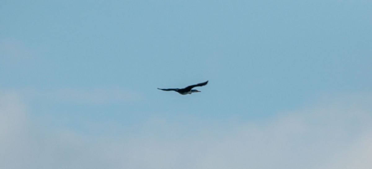 Double-crested Cormorant - ML646400270