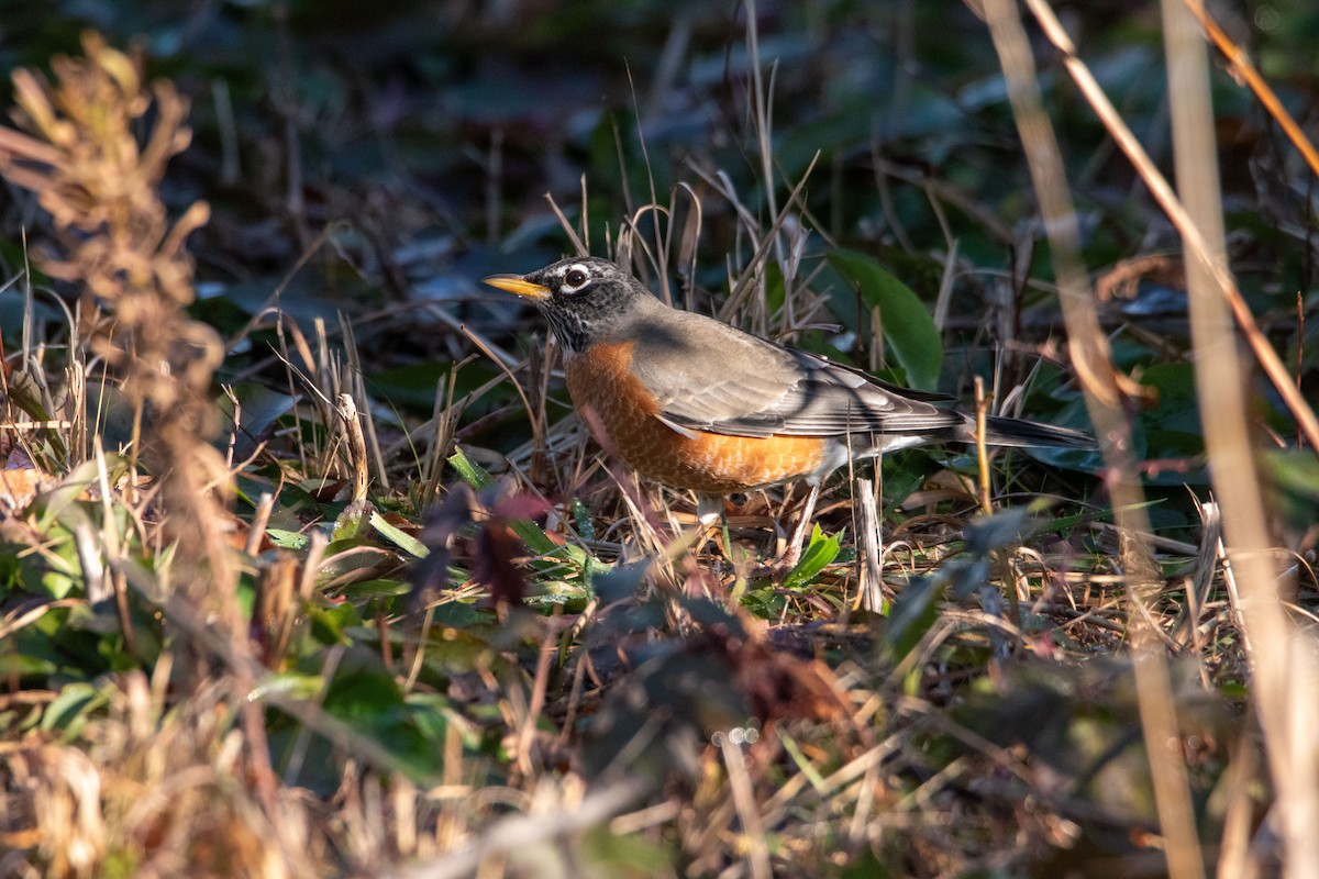 American Robin - ML646400272