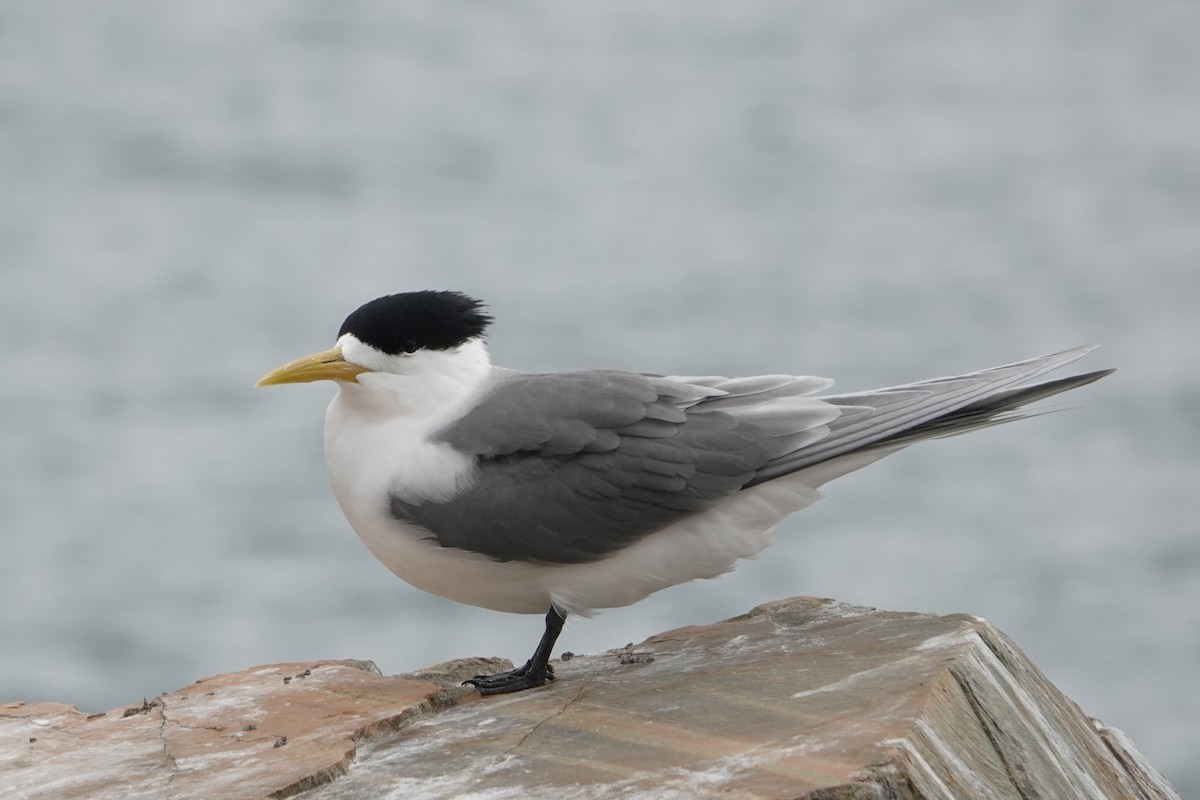 Great Crested Tern - ML646400273
