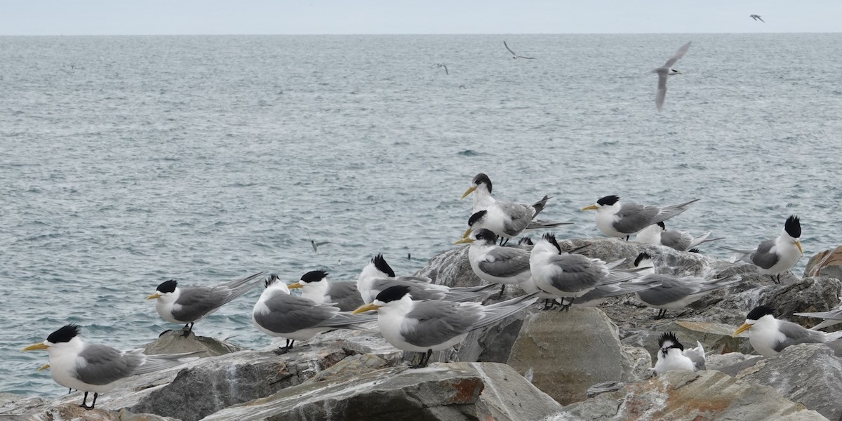 Great Crested Tern - ML646400274