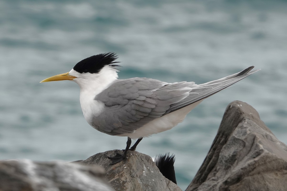 Great Crested Tern - ML646400275