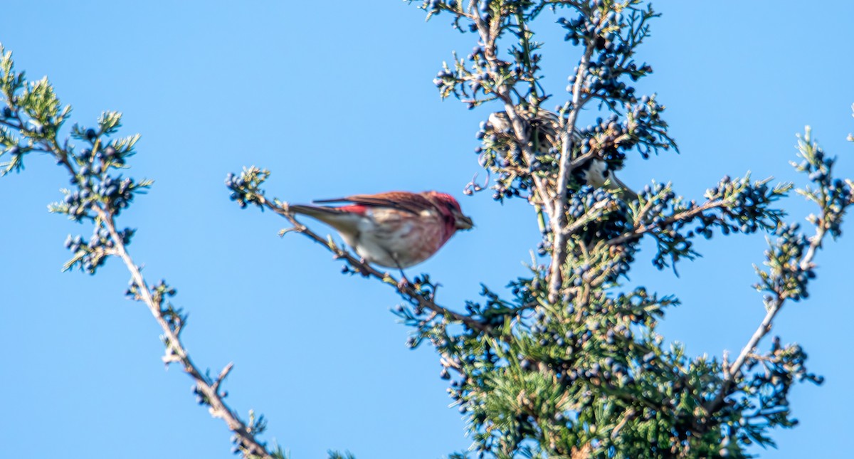 Purple Finch - ML646400278