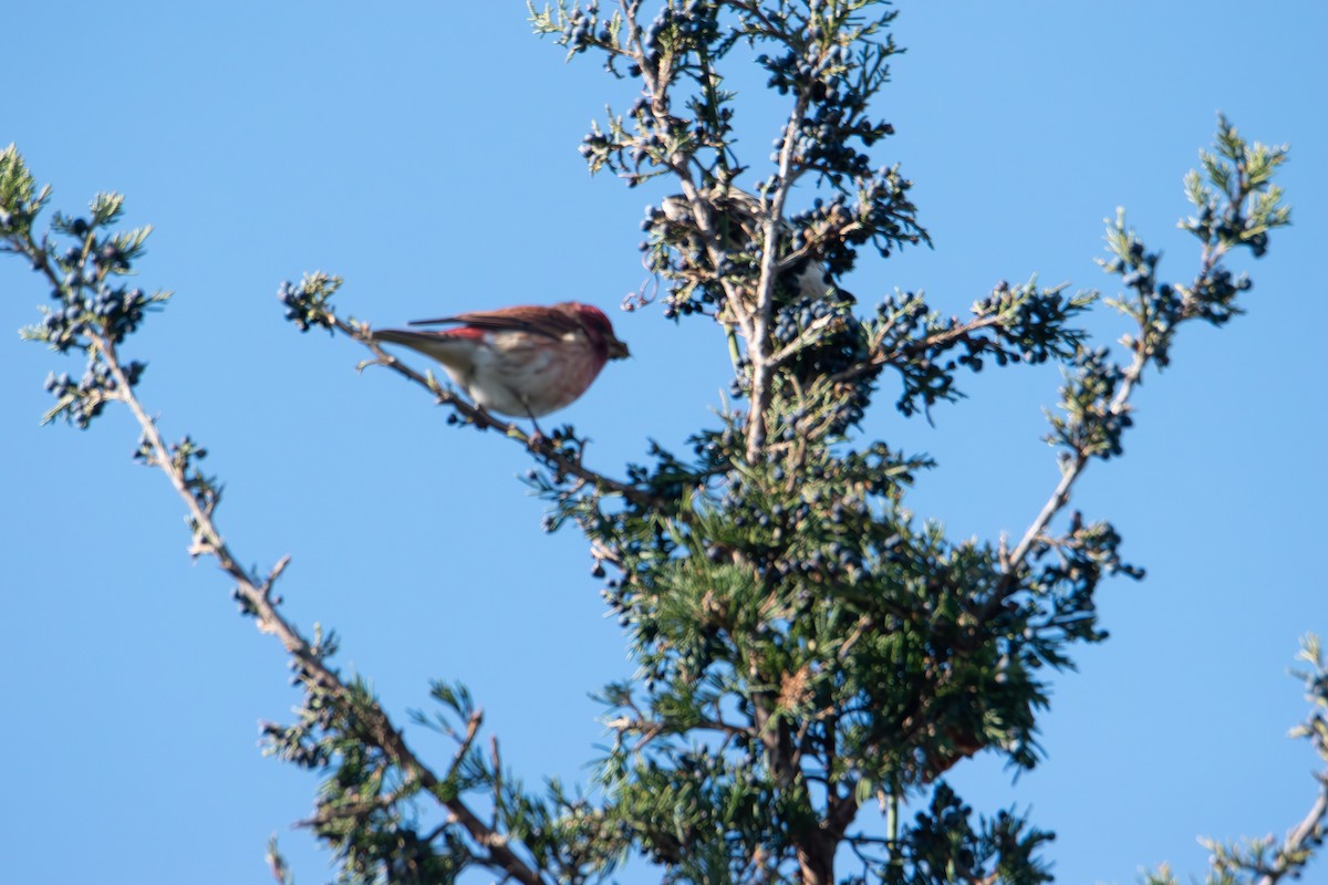 Purple Finch - ML646400279