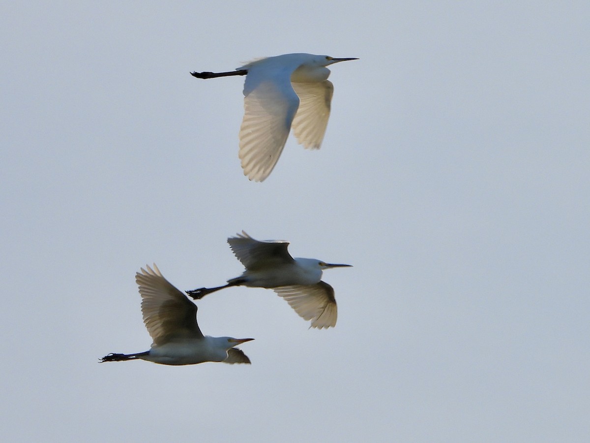 Western Cattle-Egret - ML646400280
