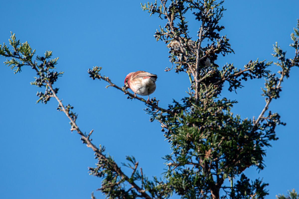 Purple Finch - ML646400281