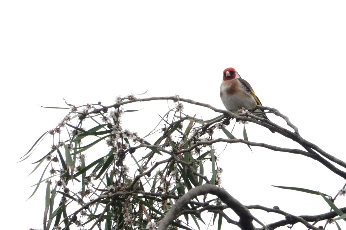 European Goldfinch - ML646400282