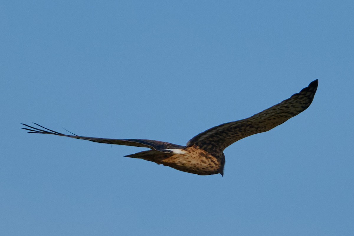 Northern Harrier - ML646400284