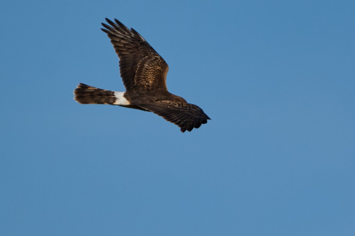 Northern Harrier - ML646400285