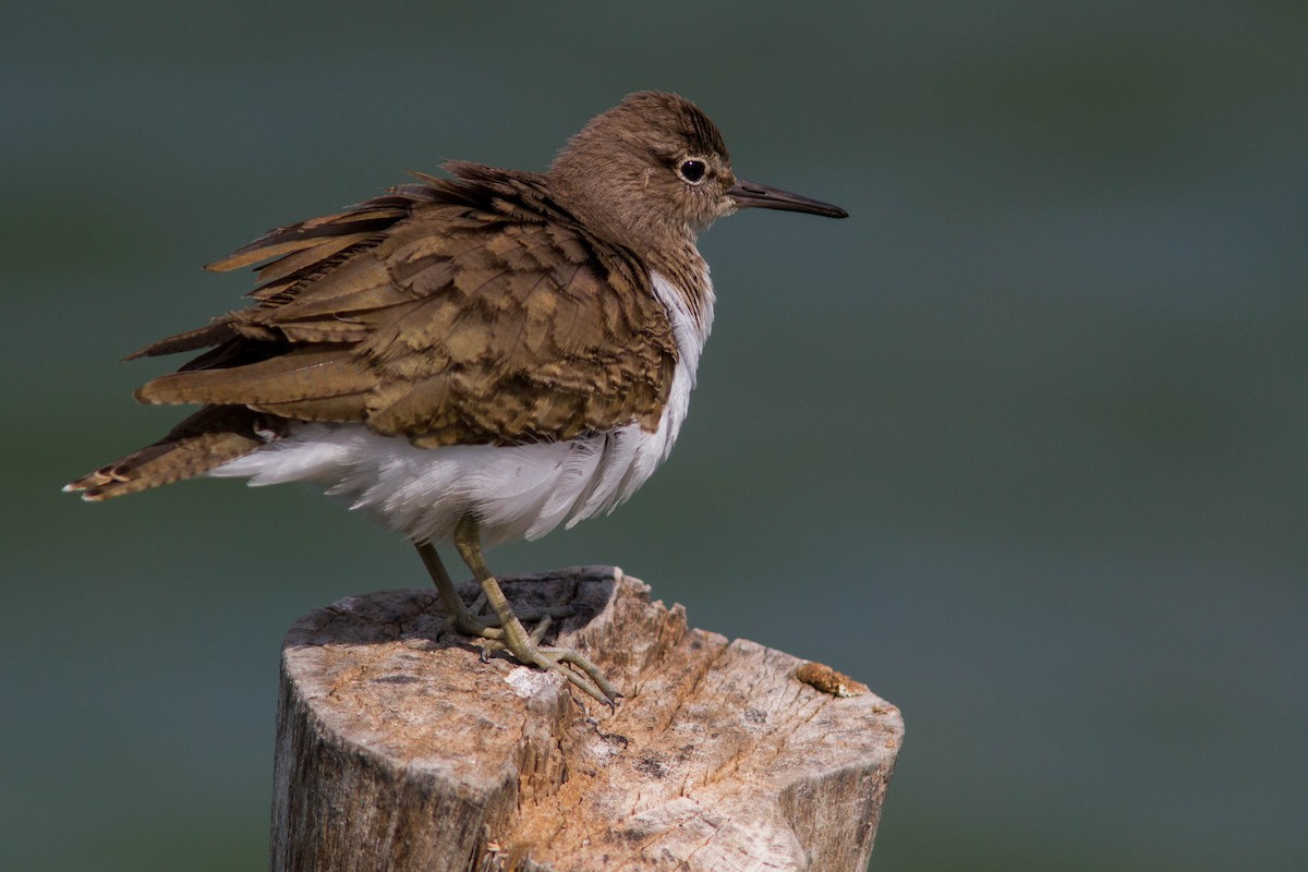 Common Sandpiper - ML646400286