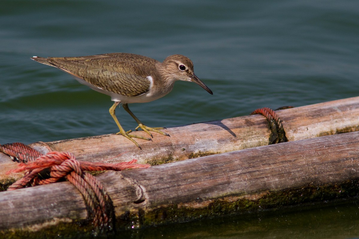 Common Sandpiper - ML646400287