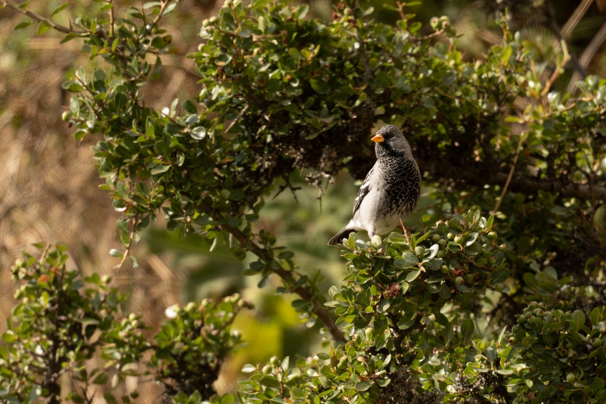 Mourning Sierra Finch - ML646400289