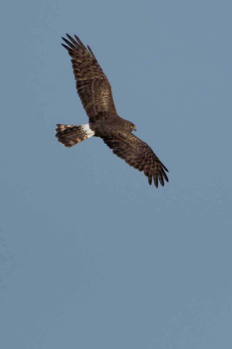 Northern Harrier - ML646400292