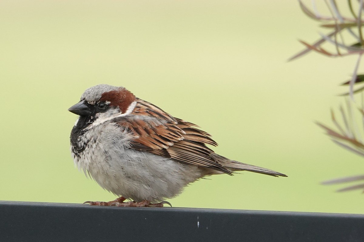House Sparrow - ML646400294