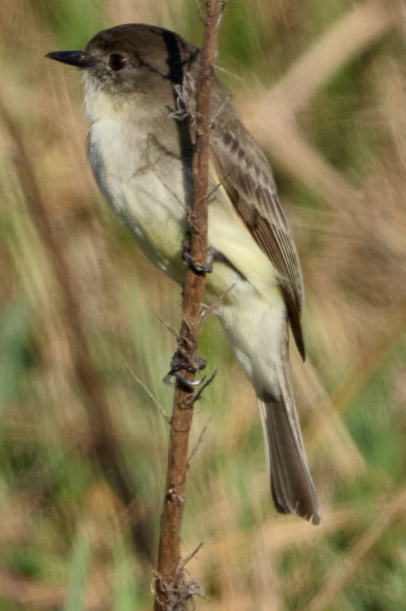 Eastern Phoebe - ML646400295