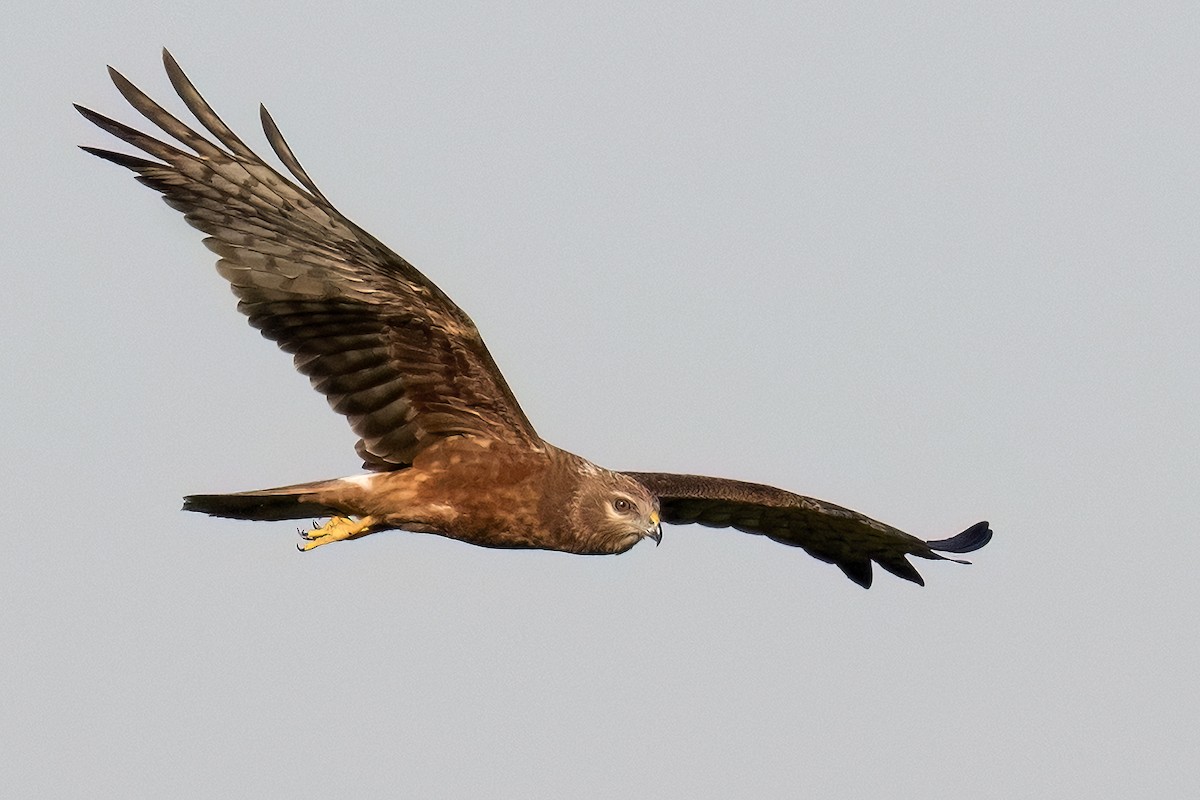 Pied Harrier - ML646400296
