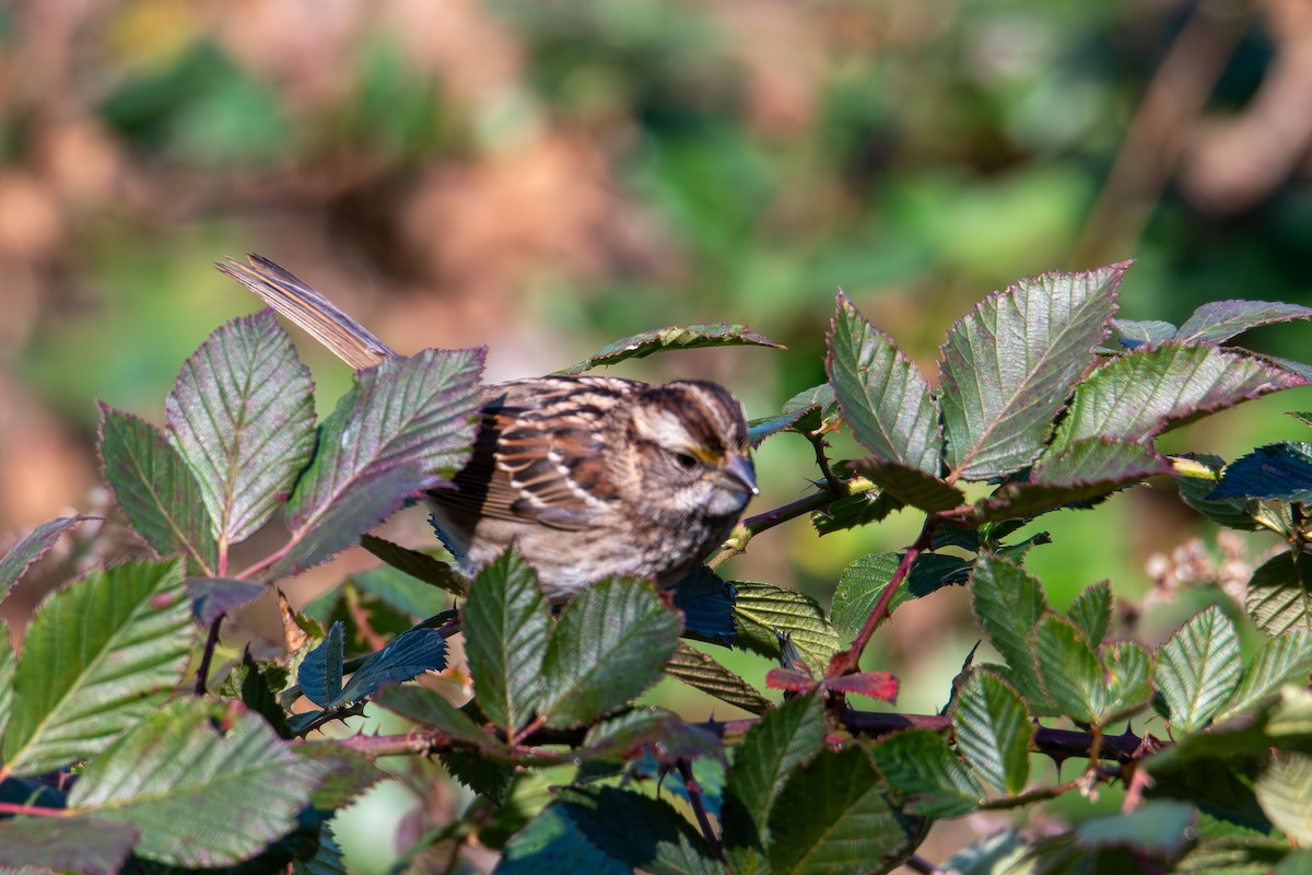White-throated Sparrow - ML646400297