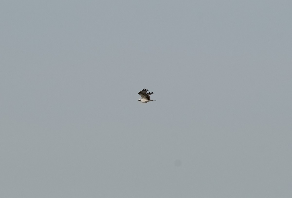 Osprey - ML646400298